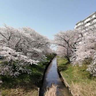 【伊賀川の桜】
物件前を流れる穏やかな伊賀川。
堤防にはソメイヨシノが植えられており、春になるときれいな桜を堪能できます。見晴らしのいいお部屋の中からは、桜をより近くに感じられます。