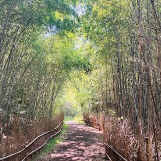 【大高緑地】
緑の呼吸に、耳を澄ます。
名古屋市緑区に横たわる、広大な「大高緑地」。ここは単なる公園ではなく、都会の喧騒を忘れさせてくれる深い森のような場所です。
春には淡い桃色の梅林が香り、初夏には菖蒲がしっとりと園内を彩ります。家族の笑い声が響く広場や、恐竜が潜む冒険の森。そんな動的な愉しみがある一方で、ふとした瞬間に見つける静かな木漏れ日は、私たちの日常に「余白」を届けてくれます。
自然と遊び、季節を愛でる。 忙しない日々の中で、呼吸を整えたくなったときに訪れたい、至福のランドスケープがここにあります。