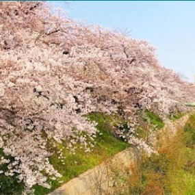 【山崎川】
単なる桜の名所にとどまらず、地域住民の「暮らしに寄り添う水辺の聖域」としての側面も持っています。
護岸には遊歩道が整備され、四季を通じてウォーキングやランニングを楽しむ人々の姿が絶えません。春には桜が主役となりますが、それ以外の季節も、水面を渡る涼やかな風や、新緑、秋の紅葉が散策の時間を彩ります。心身を整える「都市のオアシス」として、地域の人々の生活に深く溶け込んでいます。