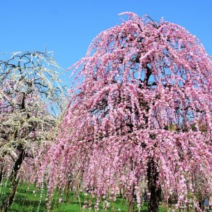 【しだれ梅園】
春になると約700本のしだれ梅が咲き誇り、淡いピンクと白が織りなす景色が訪れる人を魅了する名所。園内には穏やかな時間が流れ、散策しながら季節の移ろいを身近に感じられるのも魅力のひとつ。日常の中で気軽に四季を楽しめる、天白区ならではの贅沢なひとときを味わえる場所。