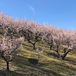 【佐布里池 梅林公園】
愛知県内でも有数の梅の名所として知られています。広大な敷地内には25種類、約6,000本もの梅の木が植えられており、例年2月中旬から3月中旬にかけて見頃を迎えます。特に「佐布里梅」というこの地固有の品種が有名です。梅の花が咲き誇る時期には多くの観梅客で賑わい、公園内の遊歩道を散策しながら春の訪れを五感で楽しむことができる、市民の憩いのスポットです。